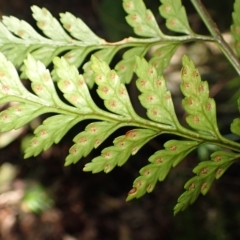 Rumohra adiantiformis at Wildes Meadow, NSW - 24 Mar 2024 by plants