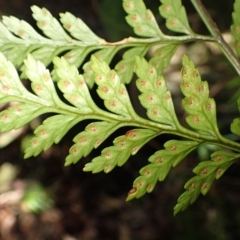 Rumohra adiantiformis (Leathery Shield-Fern) at Wildes Meadow, NSW - 24 Mar 2024 by plants