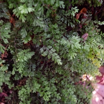 Hymenophyllum cupressiforme (Common Filmy Fern) at Wildes Meadow, NSW - 25 Mar 2024 by plants