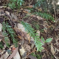 Tmesipteris truncata at Wildes Meadow, NSW - 24 Mar 2024 by plants
