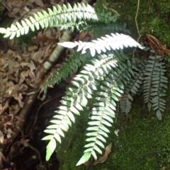 Pellaea nana (Dwarf Sickle Fern) at Wildes Meadow, NSW - 25 Mar 2024 by plants