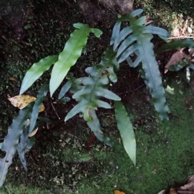 Microsorum scandens (Fragrant Fern) at Wildes Meadow, NSW - 25 Mar 2024 by plants