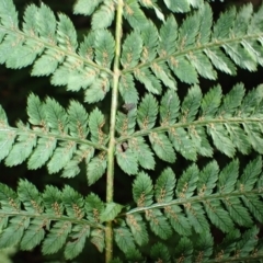 Leptopteris fraseri (Crepe Fern) at Wildes Meadow, NSW - 24 Mar 2024 by plants