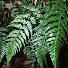 Lastreopsis acuminata (Shiny Shield Fern) at Wildes Meadow, NSW - 24 Mar 2024 by plants