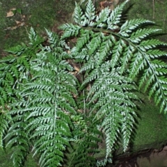 Asplenium gracillimum (Mother Spleenwort) at Wildes Meadow, NSW - 24 Mar 2024 by plants