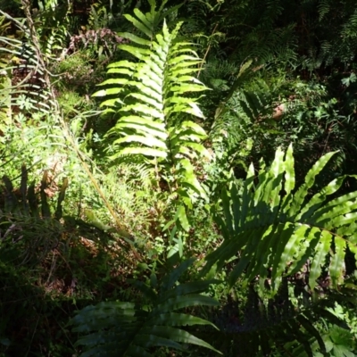 Blechnum camfieldii at Fitzroy Falls, NSW - 25 Mar 2024 by plants
