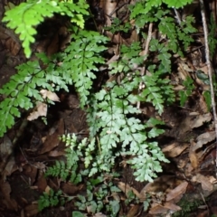 Lindsaea trichomanoides (Oval Wedge-fern) at Wildes Meadow, NSW - 24 Mar 2024 by plants