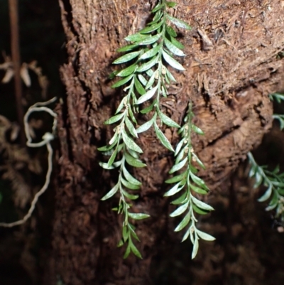 Tmesipteris parva (Small Fork Fern) at Wildes Meadow, NSW - 24 Mar 2024 by plants