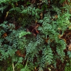 Hymenophyllum australe at Wildes Meadow, NSW - 24 Mar 2024 by plants