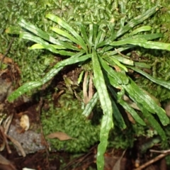 Notogrammitis billardierei (Finger Fern) at Wildes Meadow, NSW - 24 Mar 2024 by plants