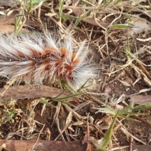 Anthela varia at Numeralla, NSW - 11 Mar 2024 06:21 PM