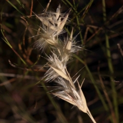 Rytidosperma sp. (Wallaby Grass) at O'Connor, ACT - 21 Mar 2024 by ConBoekel