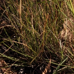 Rytidosperma sp. at Bruce Ridge - 21 Mar 2024