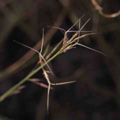 Aristida ramosa (Purple Wire Grass) at O'Connor, ACT - 21 Mar 2024 by ConBoekel