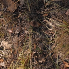 Aristida ramosa at Bruce Ridge - 21 Mar 2024 03:59 PM