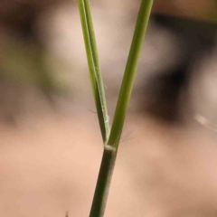 Aristida ramosa at Bruce Ridge - 21 Mar 2024