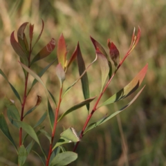 Hakea salicifolia (Willow-leaved Hakea) at O'Connor, ACT - 21 Mar 2024 by ConBoekel