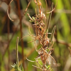 Epilobium hirtigerum at Bruce Ridge - 21 Mar 2024 03:23 PM