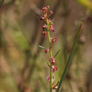 Haloragis heterophylla at Bruce Ridge - 22 Mar 2024