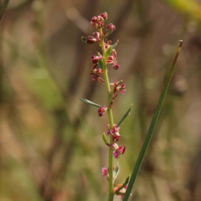 Haloragis heterophylla (Variable Raspwort) at Bruce Ridge - 21 Mar 2024 by ConBoekel