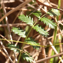 Acaena echinata (Sheeps Burr) at Bruce Ridge - 21 Mar 2024 by ConBoekel