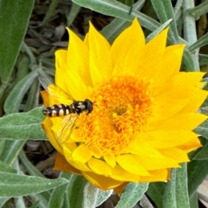 Melangyna sp. (genus) at Aranda, ACT - 17 Mar 2024