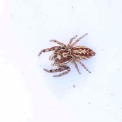 Opisthoncus serratofasciatus (Chevronned jumper) at Bruce Ridge - 21 Mar 2024 by ConBoekel