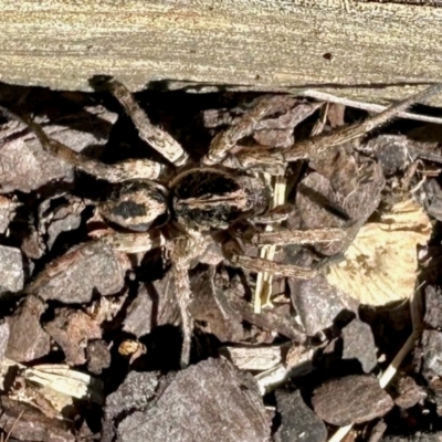 Lycosidae (family) at Aranda, ACT - 24 Mar 2024 by KMcCue
