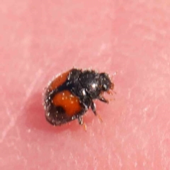 Diomus notescens (Little two-spotted ladybird) at Bruce Ridge - 22 Mar 2024 by ConBoekel