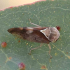 Brunotartessus fulvus (Yellow-headed Leafhopper) at Bruce Ridge - 21 Mar 2024 by ConBoekel