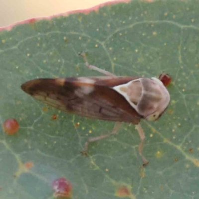 Brunotartessus fulvus (Yellow-headed Leafhopper) at Bruce Ridge - 21 Mar 2024 by ConBoekel