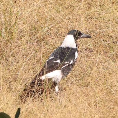 Gymnorhina tibicen (Australian Magpie) at Bruce Ridge - 21 Mar 2024 by ConBoekel