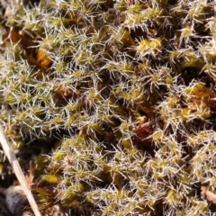 Unidentified Moss, Liverwort or Hornwort at O'Connor, ACT - 21 Mar 2024 by ConBoekel
