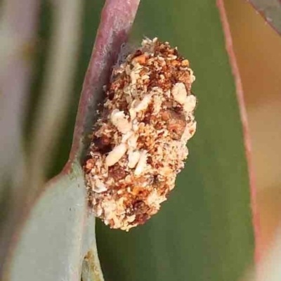 Mataeomera (genus) (A Scale Moth, Acontiinae) at Bruce Ridge - 22 Mar 2024 by ConBoekel