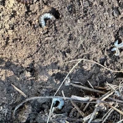 Unidentified Scarab beetle (Scarabaeidae) at Aranda, ACT - 24 Mar 2024 by KMcCue
