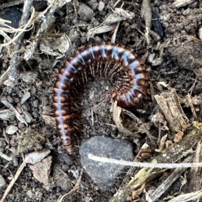 Paradoxosomatidae sp. (family) (Millipede) at Aranda, ACT - 25 Mar 2024 by KMcCue