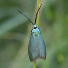 Pollanisus (genus) (A Forester Moth) at Bruce Ridge - 21 Mar 2024 by ConBoekel