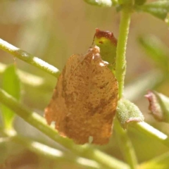 Meritastis ursina (A Tortricid moth) at Bruce Ridge - 21 Mar 2024 by ConBoekel