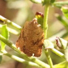 Meritastis ursina at Bruce Ridge - 21 Mar 2024 04:50 PM