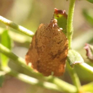 Meritastis ursina at Bruce Ridge - 21 Mar 2024