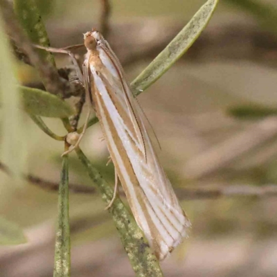 Hednota species near grammellus (Pyralid or snout moth) at Bruce Ridge - 22 Mar 2024 by ConBoekel