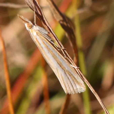 Hednota species near grammellus (Pyralid or snout moth) at Bruce Ridge - 21 Mar 2024 by ConBoekel