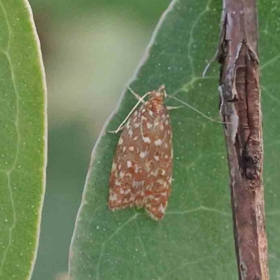 Syringoseca rhodoxantha (A concealer moth) at Bruce Ridge - 22 Mar 2024 by ConBoekel