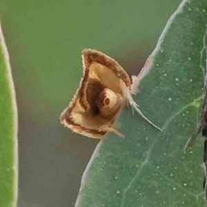 Syringoseca rhodoxantha at Bruce Ridge - 22 Mar 2024