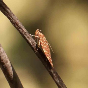 Syringoseca rhodoxantha at Bruce Ridge - 22 Mar 2024