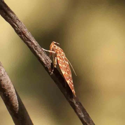 Syringoseca rhodoxantha (A concealer moth) at Bruce Ridge - 22 Mar 2024 by ConBoekel