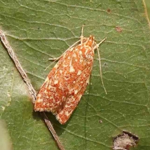 Syringoseca rhodoxantha at Bruce Ridge - 22 Mar 2024