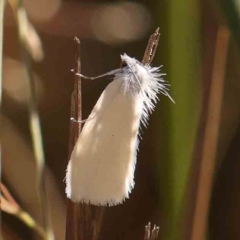 Tipanaea patulella (A Crambid moth) at Bruce Ridge - 21 Mar 2024 by ConBoekel