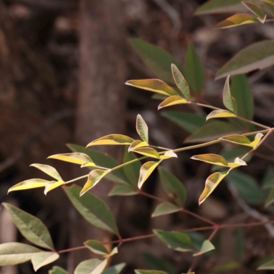 Nandina domestica (Sacred Bamboo) at Bruce Ridge - 21 Mar 2024 by ConBoekel