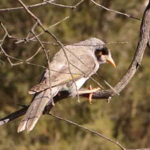 Manorina melanocephala at Bruce Ridge - 21 Mar 2024